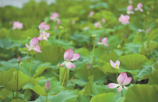 陽(yáng)江海陵島160畝荷花進(jìn)入盛花期